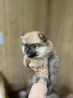 Champ on sale, a male Pomeranian for sale in Boling, TX – Photo 8 of 9