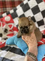 Champ on sale, a male Pomeranian for sale in Boling, TX – Photo 6 of 9