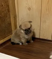 Champ on sale, a male Pomeranian for sale in Boling, TX – Photo 4 of 9