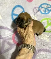 Champ on sale, a male Pomeranian for sale in Boling, TX – Photo 7 of 9