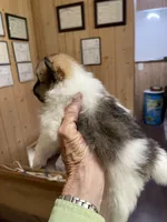 Panda’s Tri, a male Pomeranian for sale in Boling, TX – Photo 3 of 4