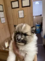 Panda’s Tri, a male Pomeranian for sale in Boling, TX – Photo 2 of 4