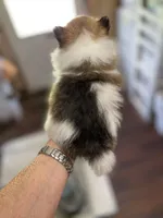 Panda’s Tri, a male Pomeranian for sale in Boling, TX – Photo 4 of 4