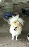 Koda’s boy , a male Pomeranian for sale in Boling, TX – 8 of 9