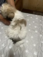 Chloe 2, a female Shih Tzu for sale in Boling, TX – 4 of 5