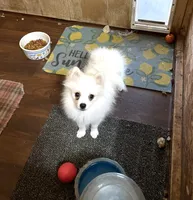 Koda’s boy on sale, a male Pomeranian for sale in Boling, TX – 2 of 10