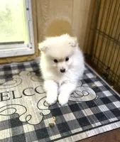 Nala’s boy reduced, a male Pomeranian for sale in Boling, TX – 2 of 7