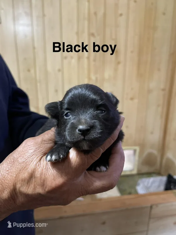 Manda’s black  – Pomeranian puppy for sale in Boling, TX