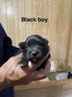 Manda’s black , a male Pomeranian for sale in Boling, TX – Photo 1 of 3