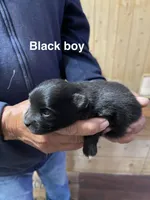 Manda’s black , a male Pomeranian for sale in Boling, TX – Photo 2 of 3