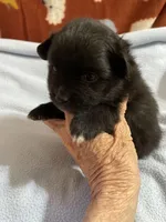 Manda’s black , a male Pomeranian for sale in Boling, TX – 6 of 9