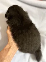 Manda’s black , a male Pomeranian for sale in Boling, TX – 5 of 9
