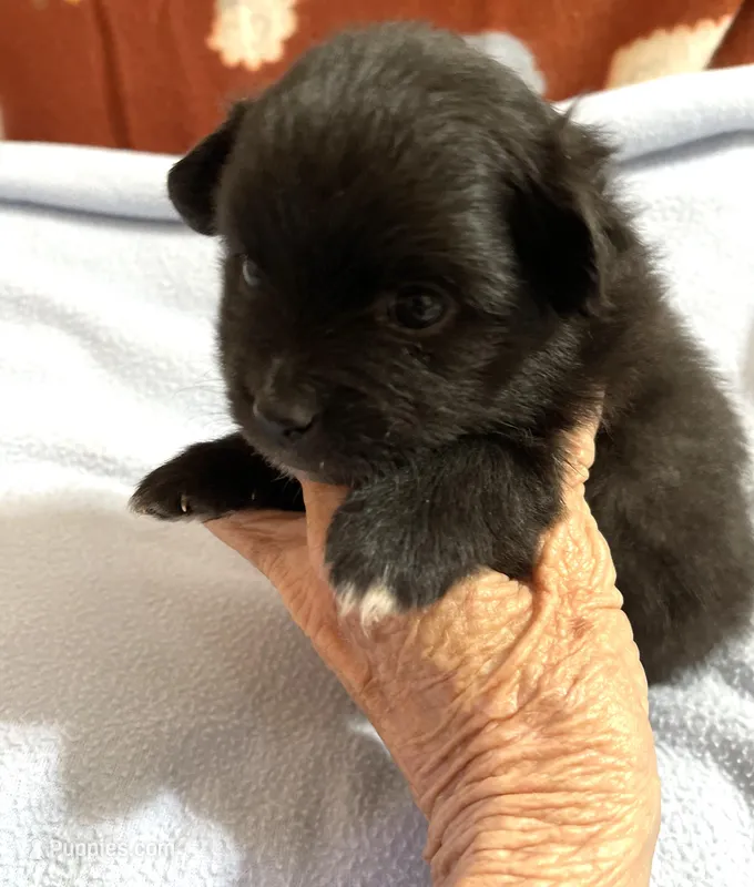 Manda’s black  – Pomeranian puppy for sale in Boling, TX