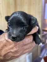 Manda’s black , a male Pomeranian for sale in Boling, TX – Photo 3 of 3