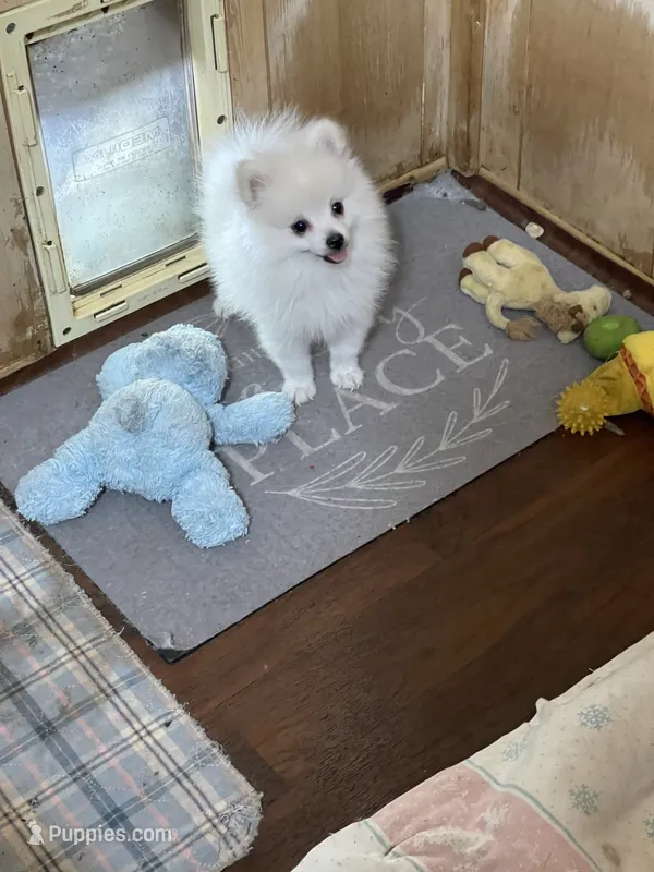 Koda’s boy on sale – Pomeranian puppy for sale in Boling, TX
