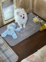 Koda’s boy on sale, a male Pomeranian for sale in Boling, TX – 8 of 9