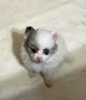 Jazzy Three reduced, a female Pomeranian for sale in Boling, TX – Photo 6 of 8