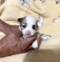 Jazzy Three reduced, a female Pomeranian for sale in Boling, TX – Photo 7 of 8