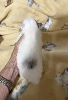 Jazzy Three reduced, a female Pomeranian for sale in Boling, TX – Photo 8 of 8