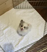 Jazzy Three reduced, a female Pomeranian for sale in Boling, TX – Photo 3 of 8