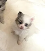 Jazzy Three reduced, a female Pomeranian for sale in Boling, TX – Photo 5 of 8