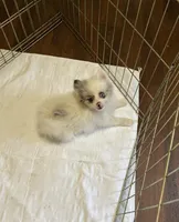 Jazzy Three reduced, a female Pomeranian for sale in Boling, TX – Photo 4 of 8