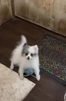 Jazzy Three reduced, a female Pomeranian for sale in Boling, TX – Photo 2 of 8