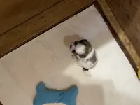 Dolly’s boy 3 on hold, a male Shih Tzu for sale in Boling, TX – Photo 3 of 6