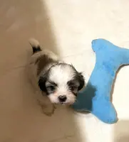 Dolly’s boy 3 on hold, a male Shih Tzu for sale in Boling, TX – Photo 1 of 6