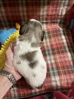 Dolly’s boy 3 on hold, a male Shih Tzu for sale in Boling, TX – Photo 5 of 6