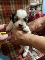 Dolly’s boy 3 on hold, a male Shih Tzu for sale in Boling, TX – Photo 4 of 6
