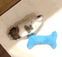 Dolly’s boy 3 on hold, a male Shih Tzu for sale in Boling, TX – Photo 2 of 6