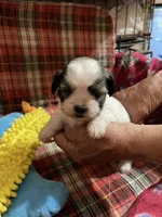 Dolly’s boy 3 on hold, a male Shih Tzu for sale in Boling, TX – Photo 6 of 6