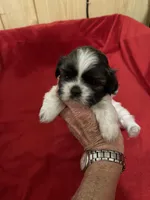 Dolly’s G 2, a female Shih Tzu for sale in Boling, TX – Photo 3 of 6