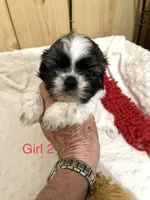 Dolly’s G 2, a female Shih Tzu for sale in Boling, TX – Photo 1 of 6