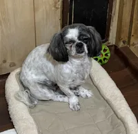 Dolly’s G 2, a female Shih Tzu for sale in Boling, TX – Photo 5 of 6