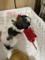 Dolly’s G 2, a female Shih Tzu for sale in Boling, TX – Photo 2 of 6