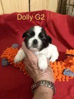 Dolly’s G 2, a female Shih Tzu for sale in Boling, TX – Photo 4 of 6
