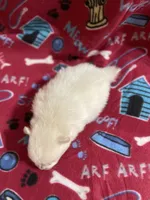 Koda’s boy , a male Pomeranian for sale in Boling, TX – 4 of 5