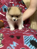 Champ two, a male Pomeranian for sale in Boling, TX – 2 of 4