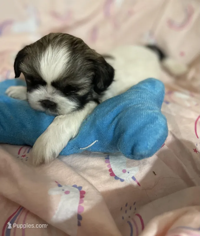Paublo, a male Shih Tzu for sale in Boling, TX – Photo 1 of 5