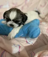 Paublo, a male Shih Tzu for sale in Boling, TX – Photo 1 of 5