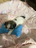 Paublo, a male Shih Tzu for sale in Boling, TX – Photo 3 of 5