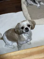 Paublo, a male Shih Tzu for sale in Boling, TX – Photo 5 of 5