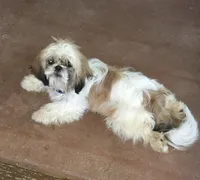Paublo, a male Shih Tzu for sale in Boling, TX – Photo 4 of 5