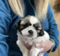 Paublo, a male Shih Tzu for sale in Boling, TX – Photo 2 of 5