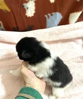 Manda one , a female Pomeranian for sale in Boling, TX – 3 of 6