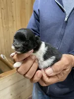 Manda one , a female Pomeranian for sale in Boling, TX – Photo 3 of 3