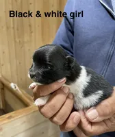 Manda one , a female Pomeranian for sale in Boling, TX – Photo 2 of 3