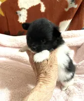 Manda one , a female Pomeranian for sale in Boling, TX – 2 of 6